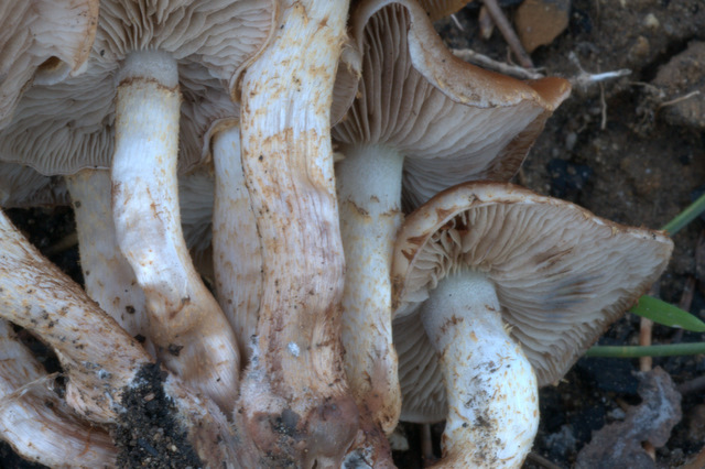 Pholiota highlandensis